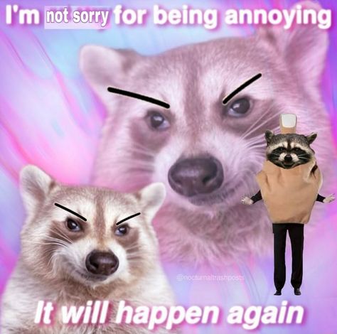 Sorry For Being Annoying, Possum Memes, Raccoon Memes, Racoon Funny, It Will Happen Again, Trash Pandas, Funniest Animals, Response Memes, It Will Happen