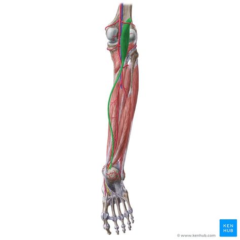 Plantaris Muscle, Soleus Muscle, Muscle Belly, Gastrocnemius Muscle, Leg Muscle, Spinal Nerve, Muscle Anatomy, Sciatic Nerve, Leg Muscles