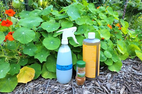 6 Brilliant Uses for Castile Soap in the Garden Peppermint Castile Soap Uses, Castile Soap Plant Spray, Castile Soap For Plants, Dr Bonners Castile Soap Uses Peppermint, Powdery Mildew Spray, Garden Guilds, Uses For Castile Soap, Dr Bonners, Soap Making For Beginners