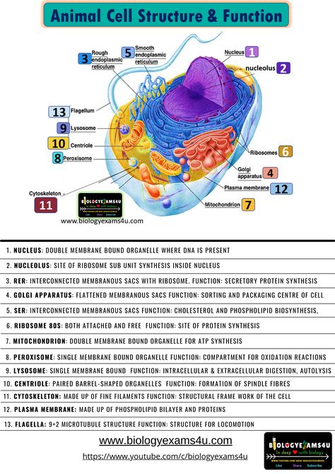 Animal Cell Functions, Animal Cell Parts, Cell Parts And Functions, Animal Cell Structure, Cell Structure And Function, Biology Videos, Notes Biology, Cell Diagram, Learn Biology