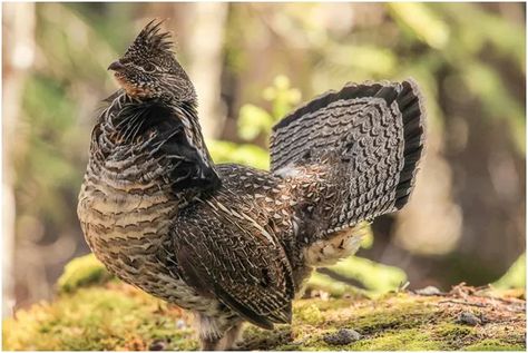 Grouse Hunting, Ruffed Grouse, Turkey Bird, Wild Animals Photography, Bow Hunter, State Birds, Bird Hunting, Game Birds, Hunting Trip