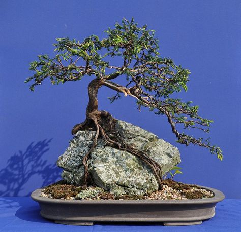 Root Over Rock Common Juniper | Bonsai Eejit Root Over Rock Bonsai Ficus, Ginseng Ficus, Hydroponic Farm, Bonsai Indoor, Tree Types, Jade Bonsai, Bonsai Tree Types, Pine Bonsai, Bonsai Tree Care