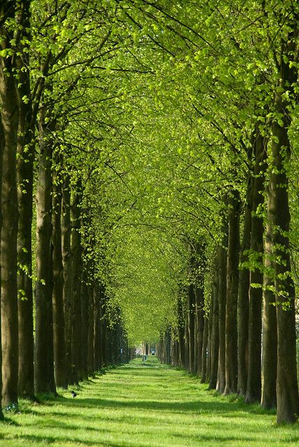 숲 사진, Tree Tunnel, Alam Yang Indah, Beautiful Tree, Nature Wallpaper, Amazing Nature, Nature Pictures, Nature Beauty, A Tree