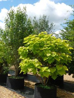 Backyard Garden Design Ideas, Catalpa Bignonioides, Creative Backyard, Design For Beginners, Garden Screening, Wabi Sabi Style, Garden Design Ideas, Backyard Garden Design, Wild Plants