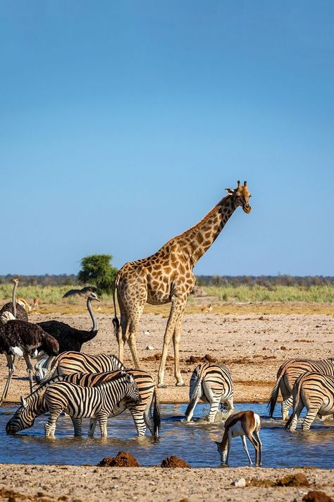 Tanzania National Parks, Etosha National Park, Safari Photo, Africa Wildlife, Tanzania Africa, Africa Animals, Tanzania Safari, Watering Hole, Africa Do Sul