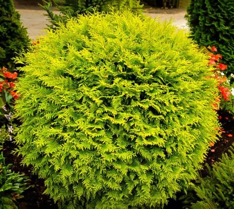 Golden Globe Dwarf Arborvitae Thuja occidentalis 'Golden Globe' This American arborvitae cultivar is a dwarf, dense, evergreen shrub with a rounded, globular form. Soft yellow, scale-like foliage in f Evergreen Landscape Front Yard, Globe Arborvitae, Evergreen Landscape, Thuja Occidentalis, Small Shrubs, Front Landscaping, Garden Shrubs, Casa Exterior, Evergreen Shrubs