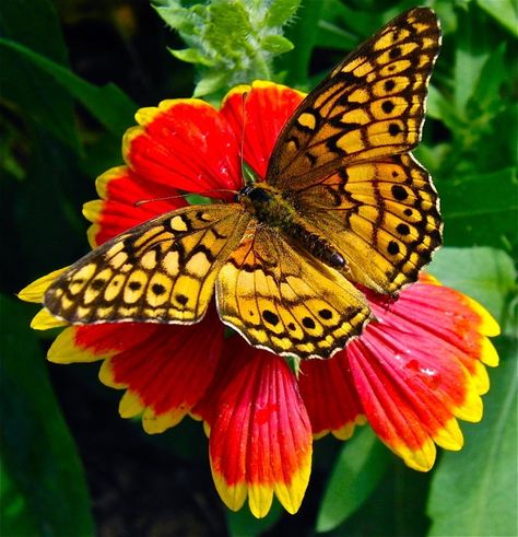 Butterfly ~ Fritillary Butterfly, Mariposa Butterfly, Types Of Butterflies, Blanket Flower, Devian Art, Flying Flowers, Float Like A Butterfly, Moth Caterpillar, Kaleidoscopes