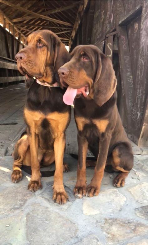 Blood Hound Dog, Bloodhound Puppy, Sonny Crockett, Blood Hounds, Blood Hound, Bloodhound Puppies, Bloodhound Dogs, Hound Dogs, Disabled Dog