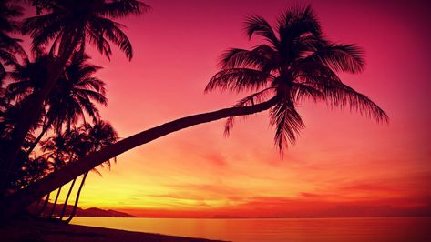 Tropical Sunsets Wallpapers Tree Sunset Wallpaper, Palm Tree Wallpaper, Sunset Iphone Wallpaper, Photos Black And White, Palm Trees Wallpaper, Beach Sunset Wallpaper, Palm Tree Sunset, Palm Tree Silhouette, Palm Wallpaper