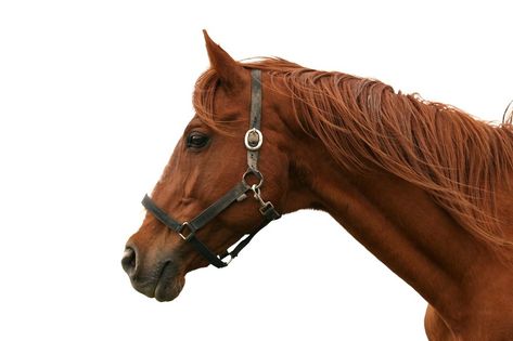 Head Side Profile, Horse Side View, Portrait Horse, Horse Beautiful, Headshot Portrait, Head Portrait, Horse Trainer, Horse Portrait, Chestnut Color