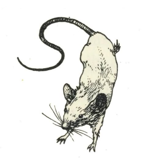 vignet muis Rattus Rattus, Rat Tattoo, Mouse Tattoos, 동화 삽화, Tattoo Flash Art, Flash Art, Pretty Tattoos, Black Tattoos, Flash Tattoo