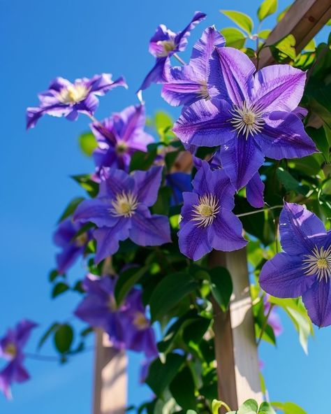 Grow gorgeous clematis on trellis with this step-by-step guide Plant Ties, Garden Nook, Grow Gorgeous, Clematis Vine, Floral Backdrop, Flower Display, Plant Roots, Climbing Plants, Garden Soil