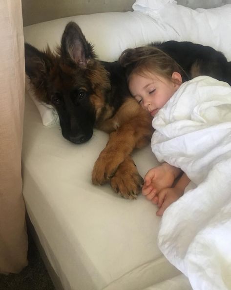 Napping Together, Dogs Nails, German Shepherd Photos, Photos Of Dogs, Dogs And Babies, Positive Dog Training, Dog German, Basic Dog Training, Photos With Dog