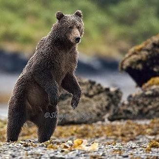 A kodiak brown bear stands on its hind legs to get a better look at a bear its use across the water. #kodiak #kodiakbear #bear #alaska… Kodak Bear, Kodiak Brown Bear, Kodiak Bear, Bear Stuffed Animal, Brown Bear, Alaska, Bears, Look At, Water