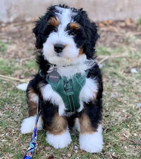 Mini Bernedoodle Full Grown, Bernedoodle Mini, Dream Puppy, Mini Bernedoodle, Bernedoodle Puppy, Cockapoo Puppies, Really Cute Puppies, Fall Dog, Dream Dog