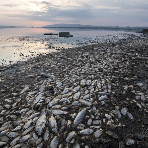 Dead fish lie on the shores of Koroneia Lake in northern Greece — Tens of thousands of dead fish are washing up as the water level has… Northern Greece, Dead Fish, Water Level, Greece, Lake, Fish, Water, Quick Saves, Art