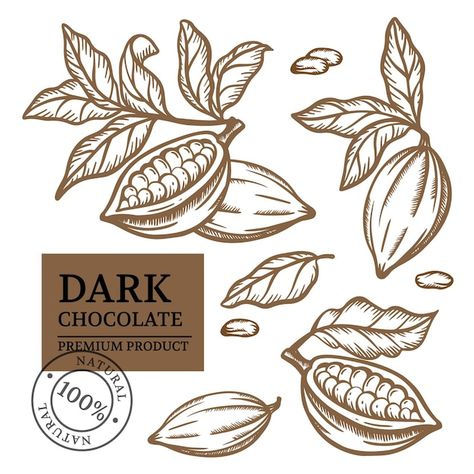 Cacao Drawing, Cacao Packaging, Brown Monochrome, Colourful Illustration, Chocolate Logo, Art Vector Illustration, Chocolate Packaging Design, Plant Logos, Package Ideas