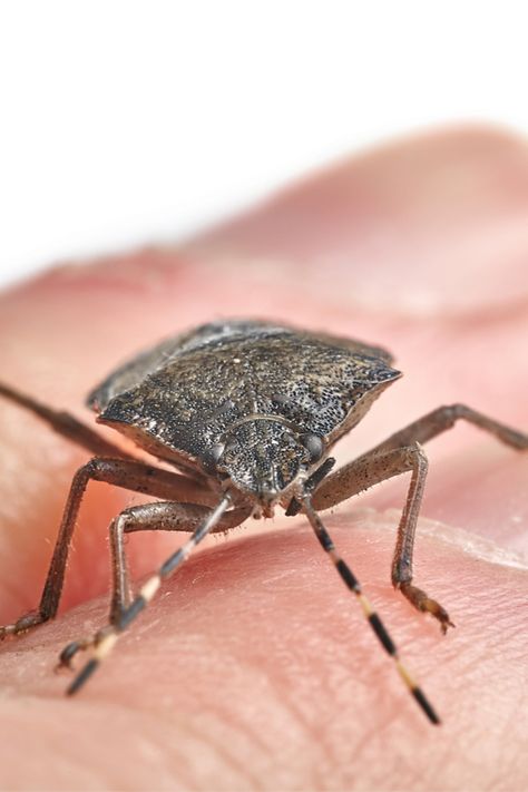 How To Keep Stink Bugs Out Of Your House! The Secrets To Success How To Keep Stink Bugs Out Of Your House, Get Rid Of Stink Bugs In The House, How To Get Rid Of Stink Bugs In House, How To Get Rid Of Stink Bugs, Stink Bugs How To Get Rid Of, Keep Bugs Out Of House, Stink Bugs In House, Stink Bug Repellent, Stink Bug Trap