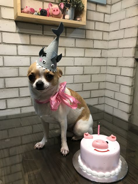 Birthday girl.. #chihuahua #birthdaygirl #birthday Chihuahua Birthday Party, Chihuahua Birthday, Happy Birthday Sister Funny, Ghost Birthday, Sister Funny, Paris Birthday Parties, Sister Birthday Quotes, Cute Hairstyles For School, Paris Birthday