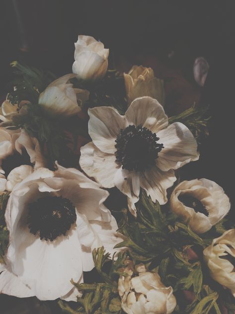 Anemones // Allanah Marie Photography. Follow @allanahbarley on instagram Anemone Flower Wallpaper, Anemone Flower Aesthetic, Anemone Aesthetic, Anemone Wallpaper, Black Anemone, Moodboard Images, Botanical Photography, Bond Paper Design, White Anemone