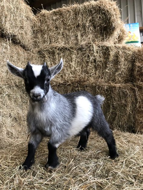 Pygora Goats, Goat Pet, Goat Pictures, Cute Animal Character, Goat Playground, Goat Picture, Pygmy Goats, Mini Goats, Pet Goat