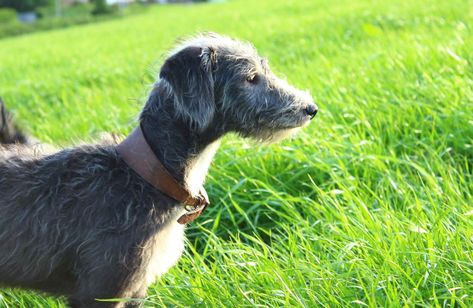 In this post, we are going to look at what is a Bedlington whippet? To ensure you know exactly what a Bedlington whippet is and where they originate. Bedlington Whippet, Whippet, Dogs And Puppies, To Look, Look At, Puppies, Google Search, Dogs, Animals