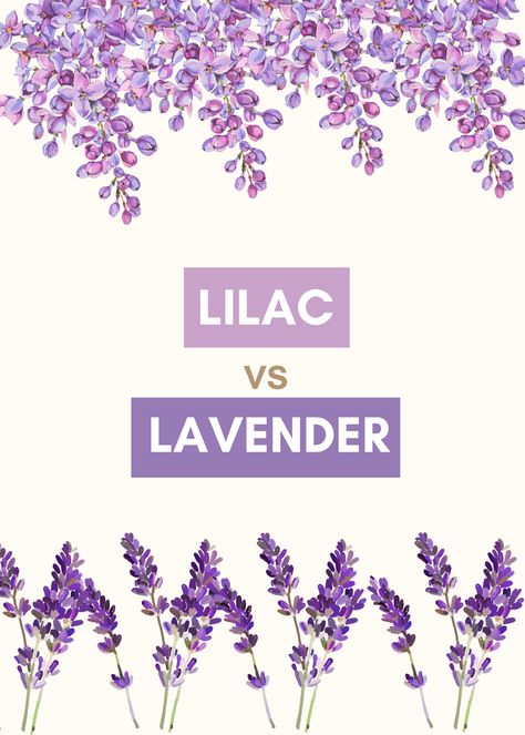 Lavender Vs Lilac, Lilac Vs Lavender, Lilac Essential Oil, Lilac Plant, Lavender Varieties, Lavender Leaves, Lavender Plant, Lilac Color, Sweet Floral