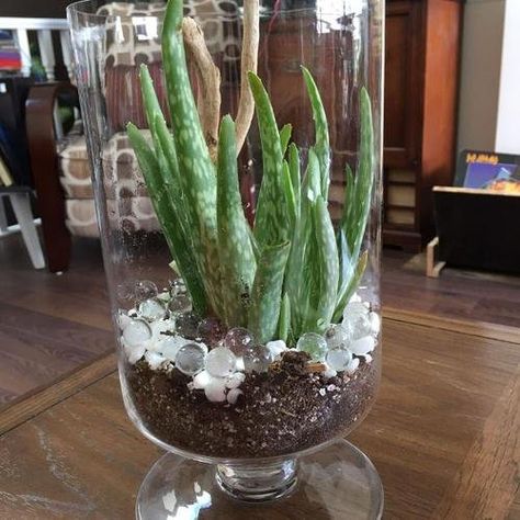 15 Indoor Plants in Glass Jar Ideas | Balcony Garden Web Plants In Glass Bowls, Glass Plants Ideas, Clear Glass Planter Ideas, Plants Glass Jar, Rooting Plants In Water Jars, Planting In Glass Containers, Aloe Vera Planter Ideas, Indoor Plants In Glass Jars, Plants In Glass Jars Water