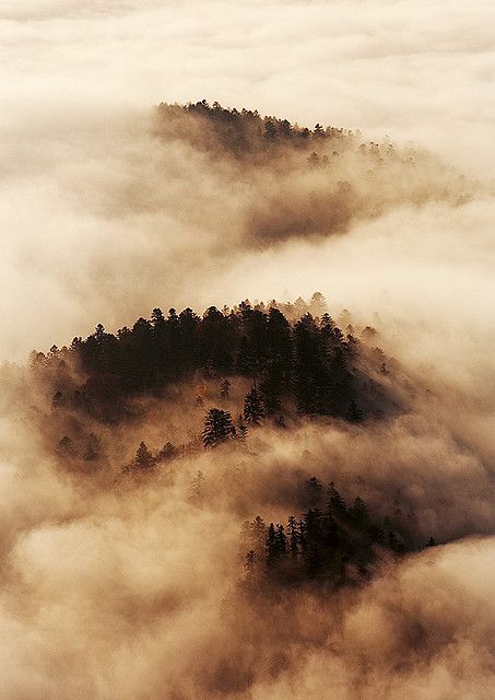 Earth Tone Aesthetic, Beautiful Poland, Magic Nature, Sepia Color, Sepia Photography, Breathtaking Photography, Morning Fog, Magazine Pictures, Brown Aesthetic