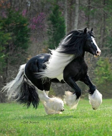 Vanner Horse, Pinto Horse, Big Horses, Most Beautiful Horses, Friesian Horse, Work Horses, Horse Trailers, Majestic Horse, Sport Horse