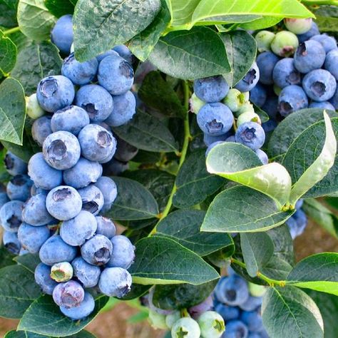 Bountiful Harvests™ Blueberry 'Top Hat' Blueberry Bush, Growing Blueberries, Growing Garden, Blueberry Season, Blueberry Topping, Organic Mulch, Cottage Farm, Blueberry Bushes, Planting Shrubs