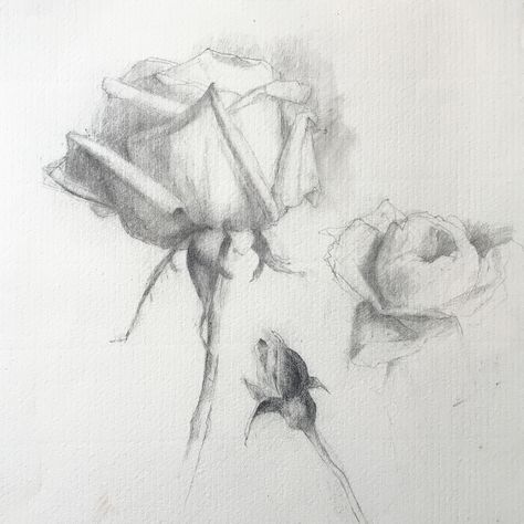 Two-Day Rose Drawing Workshop Drawing Workshop, Her Drawing, Instagram Painting, Charcoal Sketch, Rose Drawing, Charcoal Art, Roses Drawing, Floral Drawing, Graphite Drawings