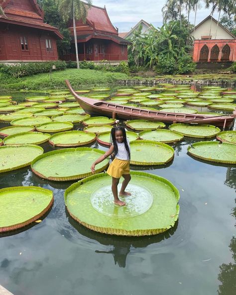 Phuket, Thailand 🇹🇭 Victoria Amazonica, Tattoo Project, Phuket Thailand, Thailand Travel, Black Kids, Phuket, Lotus Flower, Bird Bath, Bangkok