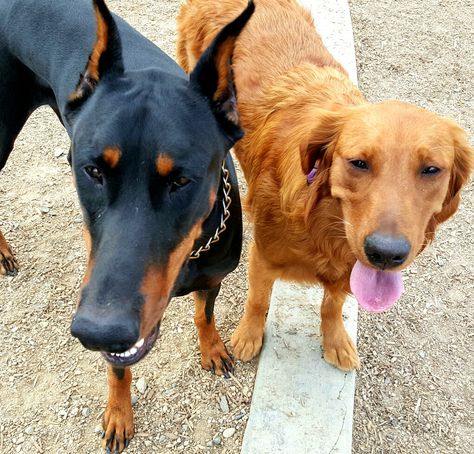 Doberman And Golden Retriever Together, Doberman Golden Retriever, Doberman And Golden Retriever, Doberman, Future Baby, Life Goals, Dream Life, Golden Retriever, Puppies