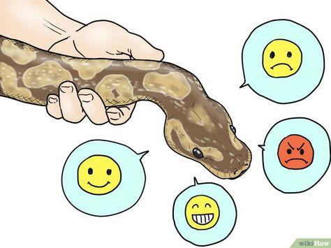 How to Care for Ball Pythons: 8 Steps (with Pictures) - wikiHow Ball Python Pet, Ball Python Care, Reptile Care, Pet Ball, Ball Python Morphs, Ball Pythons, Cute Reptiles, Pet Snake, Animal Science