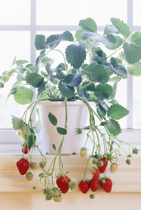 Herb Garden Window, Window Garden Ideas, Companion Garden, Windowsill Herb Garden, Window Herb Garden, Growing Vegetables Indoors, Windowsill Plants, Growing Herbs Indoors, Tattoo Plant