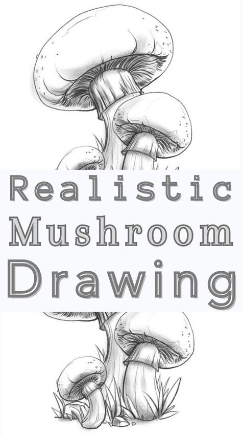 Realistic Mushroom Drawing Realistic Mushroom Drawing, A Mushroom Drawing, Realistic Mushroom, Vintage Mushroom Art, Mushroom Drawings, Beginner Drawing Lessons, Basic Sketching, Fungi Art, Mushroom Pictures