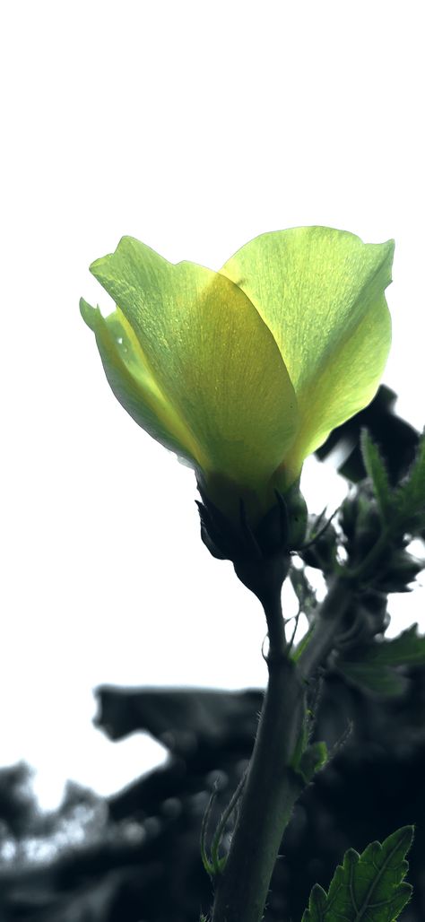 Lady Finger or Okra Flower Okra Flower, Lady Fingers, Okra, Water, Plants, Flowers, Floral, Art, Nature