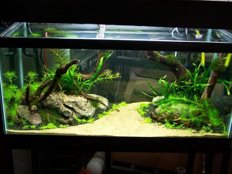 10 Gallon Fish Tank, Axolotl Tank, Cool Fish Tanks, Fish Tank Design, Aquascape Design, Betta Aquarium, Fresh Water Fish Tank, Diy Aquarium, Aquarium Landscape