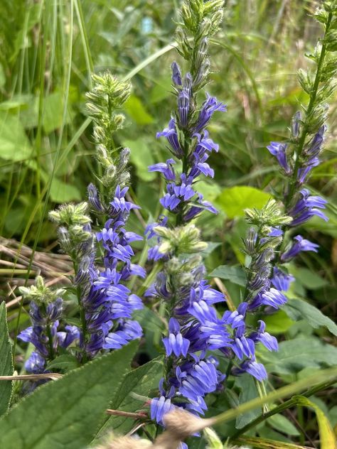 great blue lobelia (Lobelia siphilitica) Lobelia Siphilitica, Sarah Ross, Blue Lobelia, Twitter Instagram, Blue