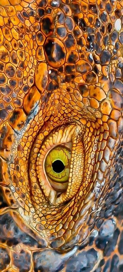 Texture Reference - Album on Imgur Regard Animal, Dragon Eye, Reptiles And Amphibians, Animal Skin, Natural Forms, Patterns In Nature, Color Textures, Amphibians, Macro Photography