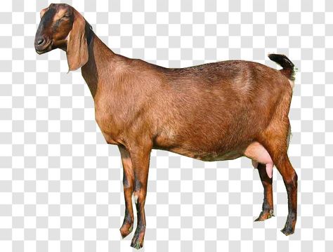 Lamancha Goat, Pygora Goats, Anglo Nubian Goats, Goat Png, Happy Birthday Status, Nubian Goat, Birthday Status, Angora Goat, Angora Goats