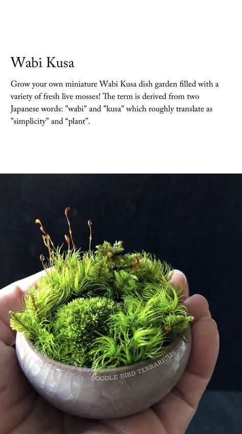 Wabi Kusa, Garden Japanese, Garden Miniature, Dish Garden, Moss Terrarium, Moss Garden, Tiny Plants, Indoor Gardens, Garden Terrarium