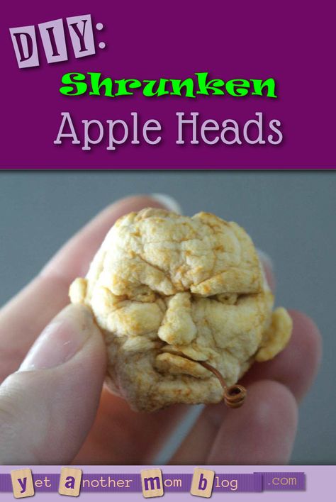 DIY: Shrunken Apple Heads - a good ol' fashioned craft that is cheap and easy... and guaranteed to make you laugh! Apple Head Dolls How To Make, Dried Apple Shrunken Heads, Apple Dolls Dried, Shrunken Head Apples, Apple Doll, Apple Head Dolls, Apple Dolls, Shrunken Head, Diy Apple