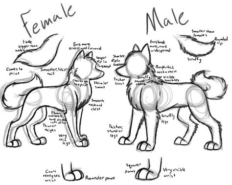 Female Wolf, Drawing Wolf, Male Skeleton, Wolf Sketch, Cartoon Wolf, Some Drawings, Body Tutorial, Draw Animals, 강아지 그림