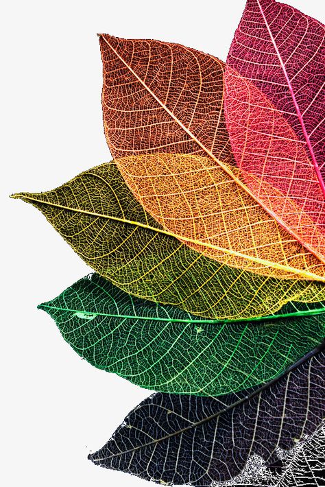 Rainbow Fan, Colored Leaves, Beautiful Flowers Photos, Leaf Texture, Monstera Plant, घर की सजावट, Leaf Art, Cellphone Wallpaper, Screen Wallpaper