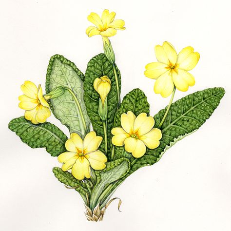 Cowslip botanical illustration: Sketchbook study - Lizzie Harper Primrose Drawing, Primula Vulgaris, Winsor And Newton Watercolor, Watercolor Projects, Botanical Painting, Wild Plants, Botanical Drawings, Chalk Art, Botanical Flowers