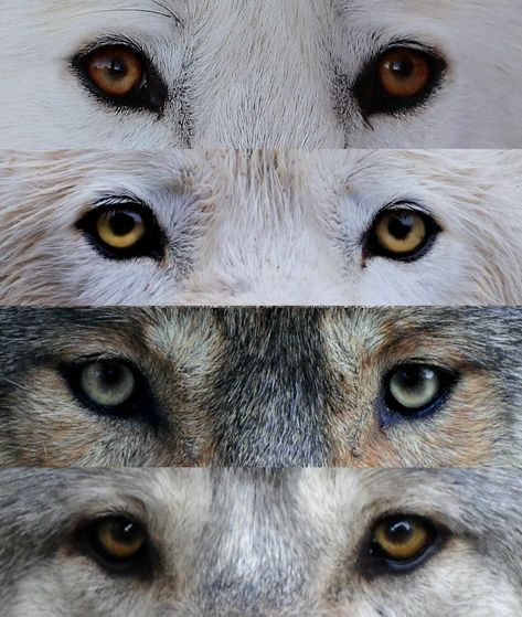 Wolves Eyes, Brown And Blue Eyes, Gray Wolves, Wolf Eyes, Eyes Dark, Eye Pictures, Serbia And Montenegro, Rustic Colors, Grey Wolf