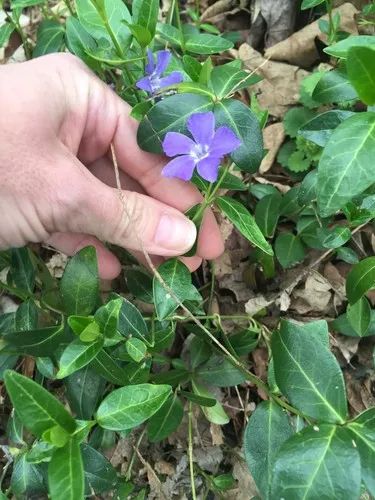 Common periwinkle (Vinca minor) Flower, Leaf, Care, Uses - PictureThis Common Periwinkle, Creeping Myrtle, Periwinkle Plant, Evergreen Ferns, Vinca Minor, Periwinkle Flowers, Spring Plants, Vascular Plant, Big Leaves