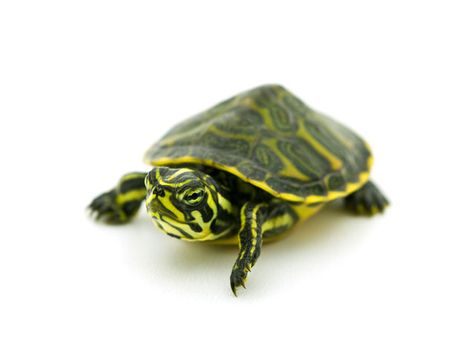 Yellow-Bellied Sliders are highly sociable animals. Yellow Belly Slider Turtle, Western Painted Turtle, Water Turtles, Yellow Bellied Slider, Turtles For Sale, Turtle Species, Freshwater Turtles, Slider Turtle, Water Turtle